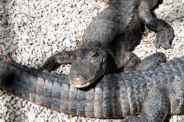 The green swamps of Florida with its flora and fauna