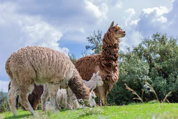 Fotobehang Group of llamas, South American camelids, eating grass in Cuzco, Peru. © Jorge