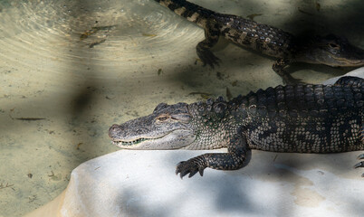 The green swamps of Florida with its flora and fauna