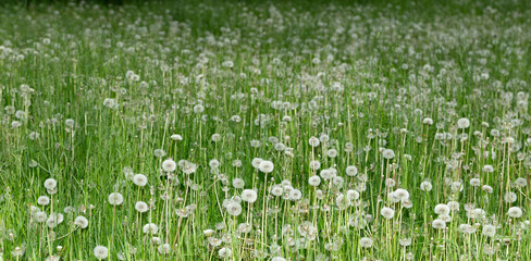 A field of dandelions. Spring landscape with wildflowers.