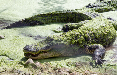 The green swamps of Florida with its flora and fauna