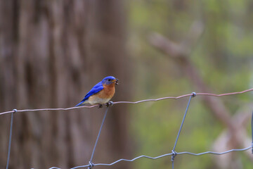 Eastern Bluebird sitting on a barbed wire fence