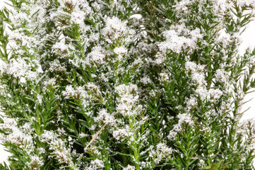 Fir tree branch texture background with Christmas snow. Fluffy pine tree brunch close up