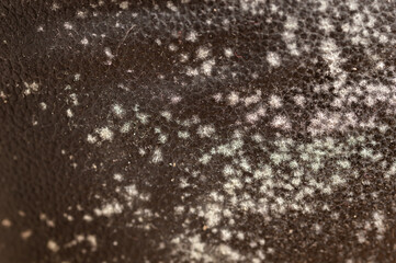 Mold on black couch, fungus on black background, bacteria on black surface, Mold growth on black...