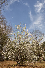 Distant view of a dogwood tree and flowers in there Spring
