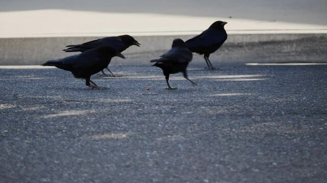 Crows in the street pecking at a red object 