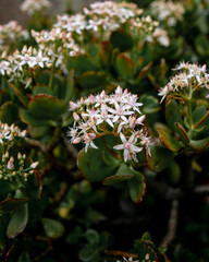 Beautiful tiny white flowers close up