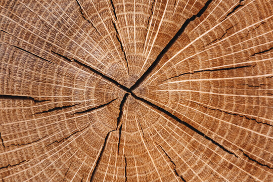Wooden background texture. The felled round tree is depicted in close-up with annual radial rings and cracks from the center.