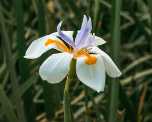 Fototapeta premium Beautiful white flower close up