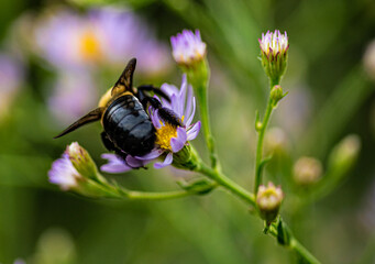 bumble bee from behind on purple and yellow flowers gathering pollen during Fall season