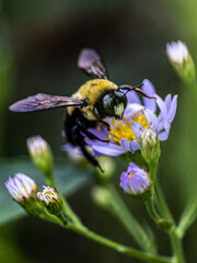 macro of bumble bee on purple and yellow flower close-up in vertical frame