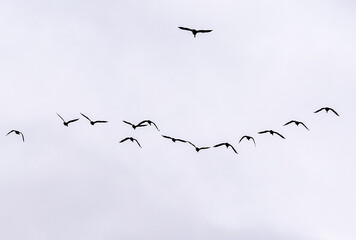 geese flying with flock in V migrating pattern together with a cloudy sky in the background flying south for winter