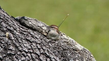 Carolina wren (Thryothorus ludovicianus) on an oak tree in a backyard in Panama City, Florida, USA