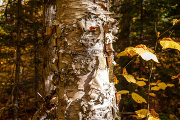 Birch bark showing layers.  - 463936574
