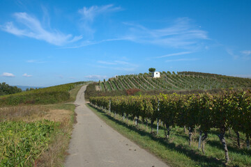 Fototapeta na wymiar vineyard landscape with storm shelter hut in the wine growing area of rhineland-palatinate, Germany