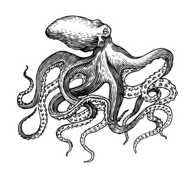 recommend clip art: Sea octopus. Engraved hand drawn in old sketch, vintage creature. Nautical or marine, monster. Animal in the ocean. Template for logos, labels and emblems.