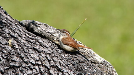 Carolina wren (Thryothorus ludovicianus) on an oak tree in a backyard in Panama City, Florida, USA