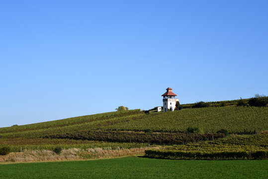 vineyard landscape with sightseeing tower in the wine  growing area of rhineland-palatinate, Germany
