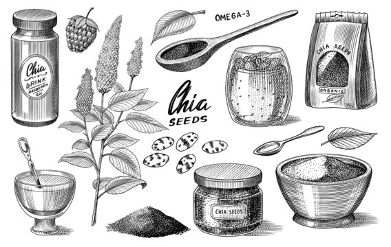 Chia plant and seeds. Salvia hispanica. Spice packaging, wooden spoon and dessert cup and pudding. A handful of seasoning and a glass bottle. Engraved hand drawn in old sketch and vintage style. 