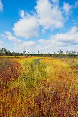 Fototapeta premium Raised bog. Kemeri National park in Latvia.
