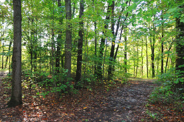 sunny forest hiking trail glade with fall season autumn leaves ground cover