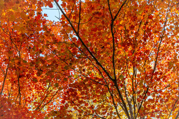 Vibrant red and orange leaves during the foliage season.  - 463937178