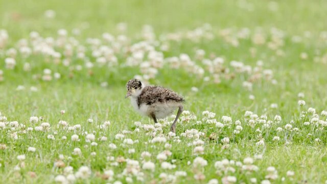 a slow motion tracking clip of a masked lapwing chick foraging for food at a reserve on the central coast of nsw, australia