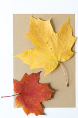 autumn leaves background