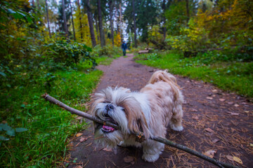 shih tzu dog plays with a stick in the park