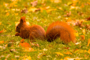 red squirrel eating food on green grass among autumn leaves © Paulina