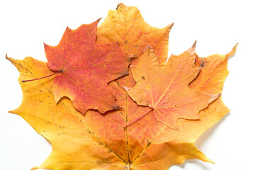 pile autumn maple leaves of various sizes