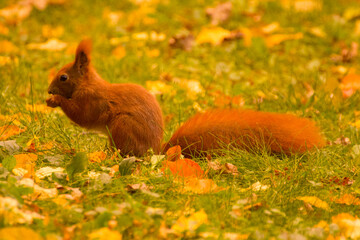 red squirrel eating food on green grass among autumn leaves © Paulina