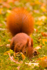 red squirrel looking for food in green grass among autumn leaves © Paulina