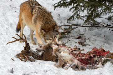 Grey Wolf (Canis lupus) Pulls at Remains of White-Tail Deer Carcass Winter