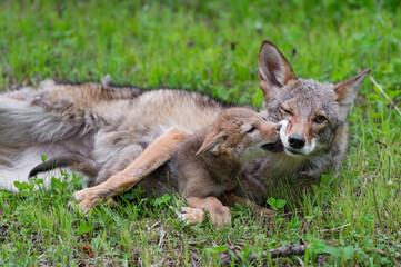 Naklejka na ściany i meble Coyote Pup (Canis latrans) Licks at Adults Muzzle Summer