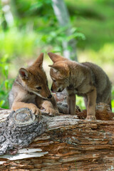 Naklejka na ściany i meble Two Coyote Pups (Canis latrans) Interact on Log Summer
