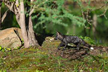Cross Fox Adult (Vulpes vulpes) Kit Walks Left Across Island Summer