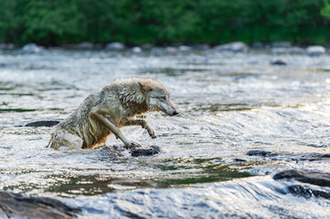 Grey Wolf (Canis lupus) Steps Up on Rock Ledge in River Summer