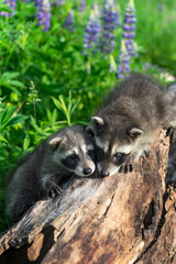 Two Raccoons (Procyon lotor) Head to Head on Log Summer