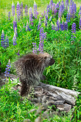Adult Porcupine (Erethizon dorsatum) Turns on Log Lupin in Background Summer