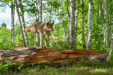 Adult Coyote (Canis latrans) Leaps Over Log Summer