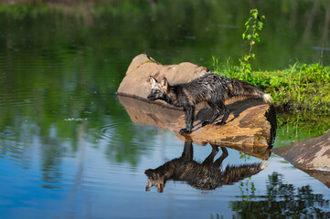 Cross Fox Adult (Vulpes vulpes) Looks Left From Slanted Rock Reflection Summer