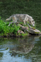 Grey Wolf (Canis lupus) Adult and Pup Step Towards Edge of Island Summer