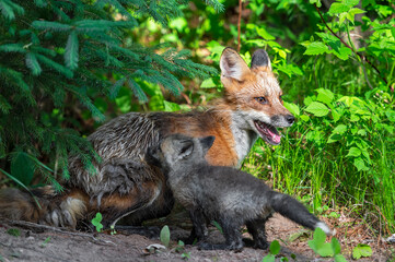Naklejka na ściany i meble Red Fox (Vulpes vulpes) Adult and Kit At Den Summer