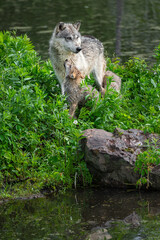 Obraz premium Grey Wolf (Canis lupus) Pup Stares Up at Adult Summer