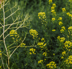 Aurinia saxatilis ,basket of gold, goldentuft alyssum, golden alyssum,golden alison, gold-dust, golden-tuft alyssum, golden-tuft madwort, rock madwort
