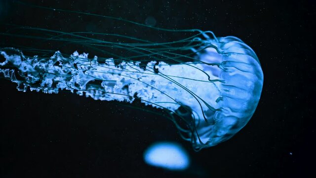 Nettle blue medusa with long tentacles. Beautiful jellyfish swimming process details, underwater scene with black background. Calming beautiful footage.