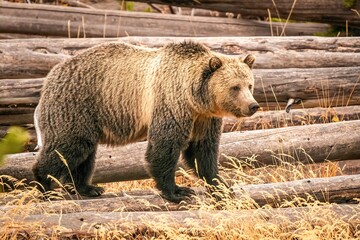 Grizzly Bear walking in fallen timber