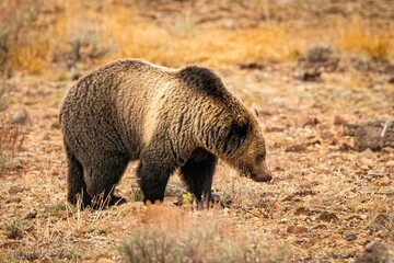 Grizzly bear foraging in Yellowstone National Park