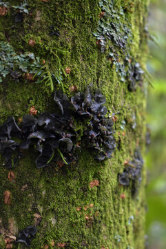 Black Auriculariaceae on tree trunk with moss